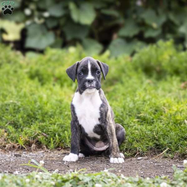 Sophie, Boxer Puppy